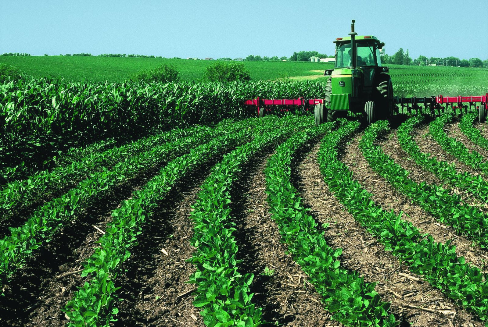 A tractor cultivating between rows of young crops on farmland in Iowa.