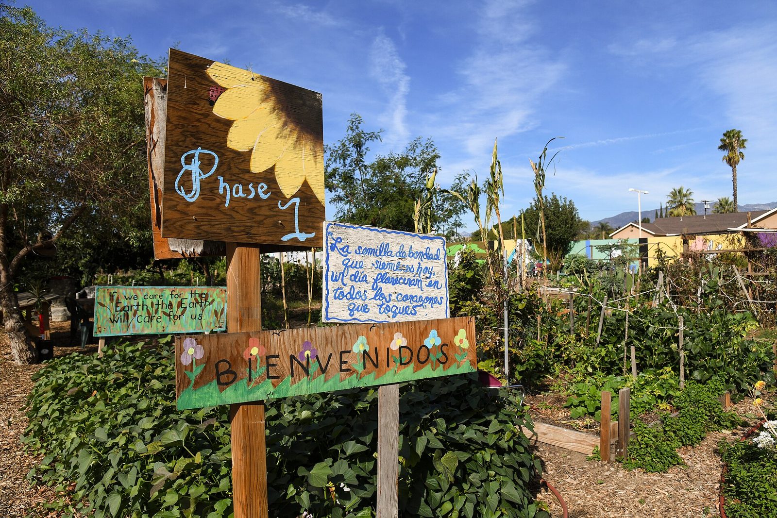 Community garden in an urban neighborhood, illustrating city soils and the urban growing context.